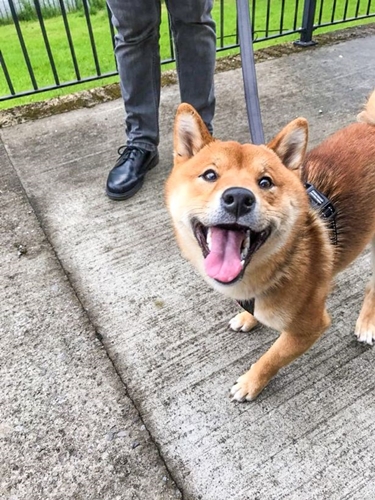 Dogilike.com :: ѡ  Seb ԺҹͺشſѺ餹 !