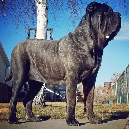 เผยภาพ เจ้า Euphrates ลูกสุนัขที่ตัวที่ใหญ่ที่สุดในโลก ! | Dogilike.Com