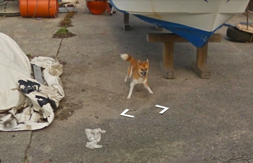 Dogilike.com :: Ҿǹ! ͧ觵ö Google Street View 