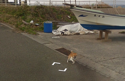 Dogilike.com :: Ҿǹ! ͧ觵ö Google Street View 