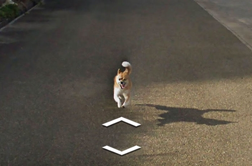 Dogilike.com :: Ҿǹ! ͧ觵ö Google Street View 