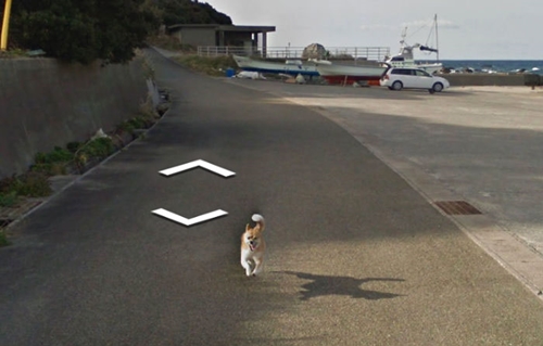 Dogilike.com :: Ҿǹ! ͧ觵ö Google Street View 