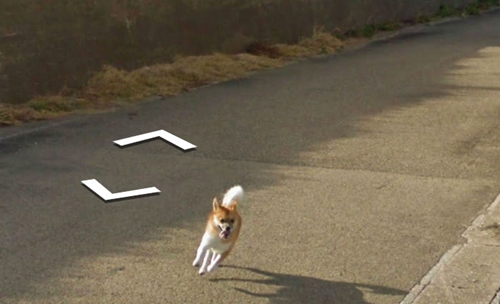 Dogilike.com :: Ҿǹ! ͧ觵ö Google Street View 