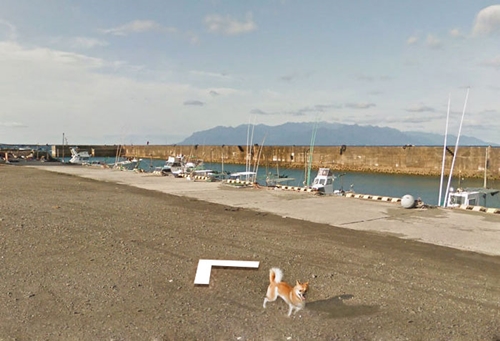 Dogilike.com :: Ҿǹ! ͧ觵ö Google Street View 