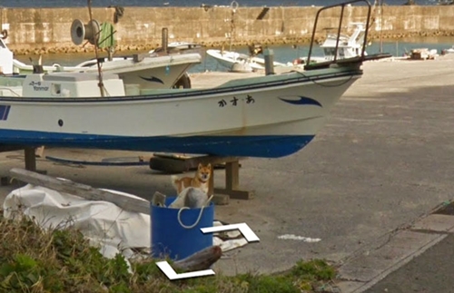 Dogilike.com :: Ҿǹ! ͧ觵ö Google Street View 