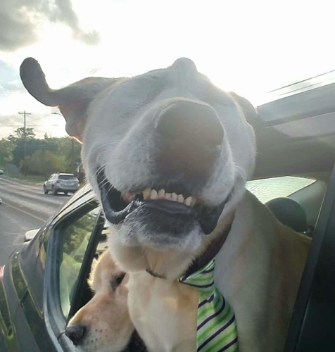 Dogilike.com :: ͧҵǹԴ˹ҼԴٻѡ شѹ͡ա !