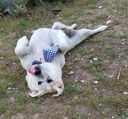 Dogilike.com :: ͧҵǹԴ˹ҼԴٻѡ شѹ͡ա !