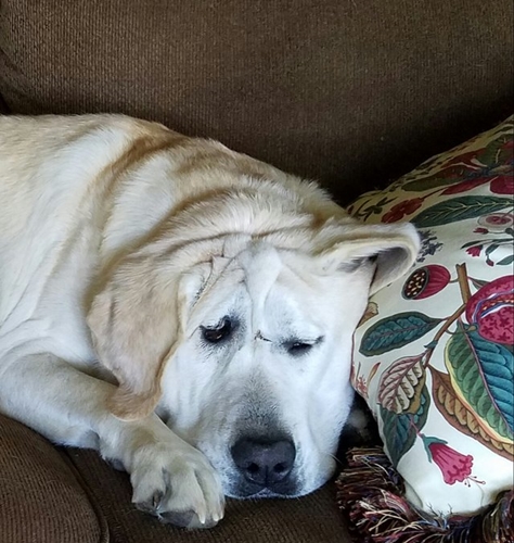 Dogilike.com :: ͧҵǹԴ˹ҼԴٻѡ شѹ͡ա !