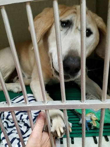 Dogilike.com :: ͧҵǹԴ˹ҼԴٻѡ شѹ͡ա !