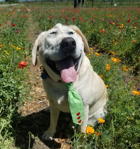 Dogilike.com :: ͧҵǹԴ˹ҼԴٻѡ شѹ͡ա !