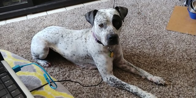 Dogilike.com :: Ի! ԡҵ龺˹Ңͧա