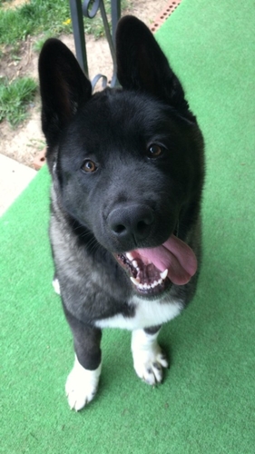 Dogilike.com :: ҢͧҾҡ١ҵ ˭ѡ 6 ͹ !