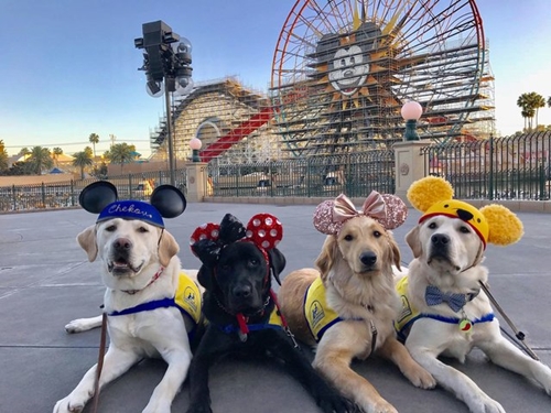 Dogilike.com :: ѡش! ꧹ͧ Service Dog ءҧʹŹ