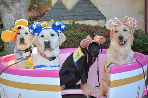 Dogilike.com :: ѡش! ꧹ͧ Service Dog ءҧʹŹ