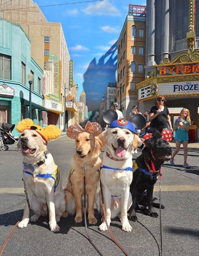 Dogilike.com :: ѡش! ꧹ͧ Service Dog ءҧʹŹ