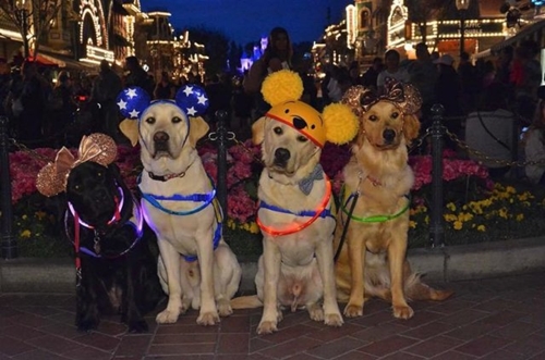 Dogilike.com :: ѡش! ꧹ͧ Service Dog ءҧʹŹ