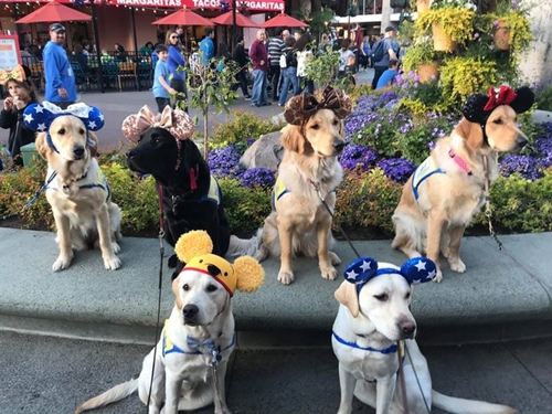 Dogilike.com :: ѡش! ꧹ͧ Service Dog ءҧʹŹ