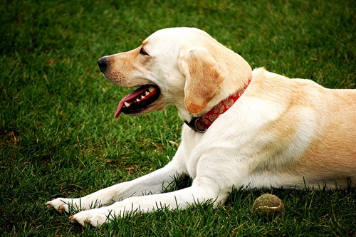 Dogilike.com :: จัดอันดับ 5 โรคฮิตของน้องหมา พบบ่อยในช่วงหน้าร้อน !