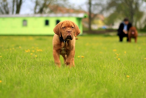 Dogilike.com :: จัดอันดับ 5 โรคฮิตของน้องหมา พบบ่อยในช่วงหน้าร้อน !
