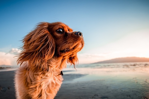 Dogilike.com :: จัดอันดับ 5 โรคฮิตของน้องหมา พบบ่อยในช่วงหน้าร้อน !