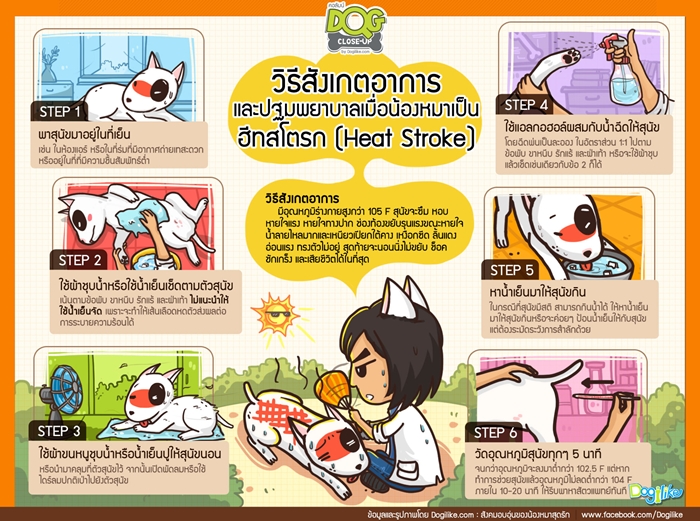 Dogilike.com :: จัดอันดับ 5 โรคฮิตของน้องหมา พบบ่อยในช่วงหน้าร้อน !
