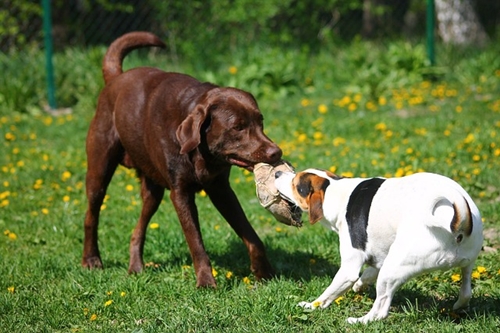 Dogilike.com :: จัดอันดับ 5 โรคฮิตของน้องหมา พบบ่อยในช่วงหน้าร้อน !