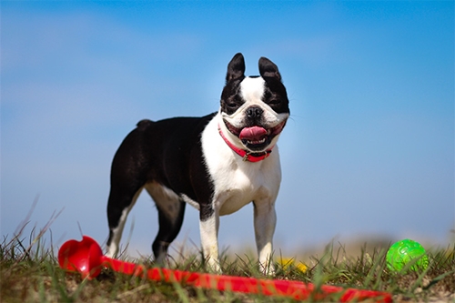 Dogilike.com :: ѴѹѺ 5 ¾ѹͧҷҴ !!
