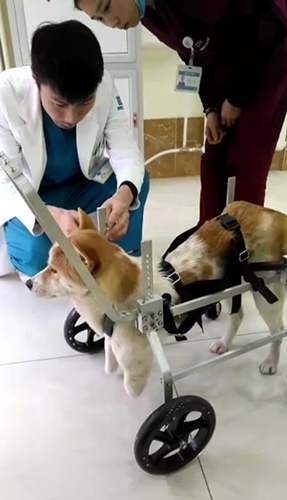 Dogilike.com :: ٺ١Ѵѧ¸áԨعѢ㹨չ ժԵѧ١ !