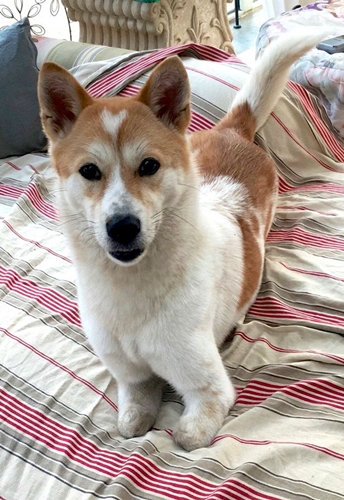 Dogilike.com :: ٺ١Ѵѧ¸áԨعѢ㹨չ ժԵѧ١ !