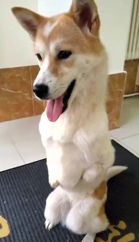 Dogilike.com :: ٺ١Ѵѧ¸áԨعѢ㹨չ ժԵѧ١ !