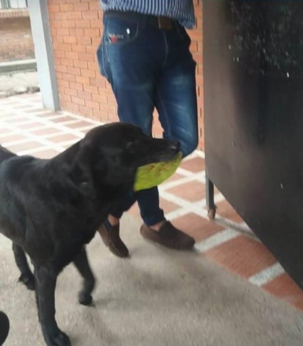 Dogilike.com :: เจ้า Negro ตูบสุดฉลาดคาบ ใบไม้ ไปแลก ขนม ที่ร้านค้าทุกวัน !