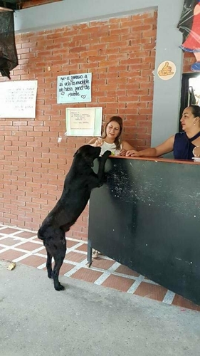 Dogilike.com :: เจ้า Negro ตูบสุดฉลาดคาบ ใบไม้ ไปแลก ขนม ที่ร้านค้าทุกวัน !