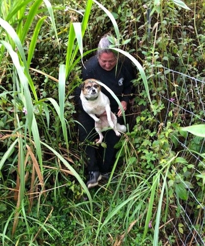 Dogilike.com :: ú! . 2 ٺԴ˵ءóҷѡ¨ 