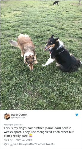 Dogilike.com :: ͧѡ! 2 Ңͧ٧ٺԹ˹͹ ͧѡٻҡʹǡѹ 