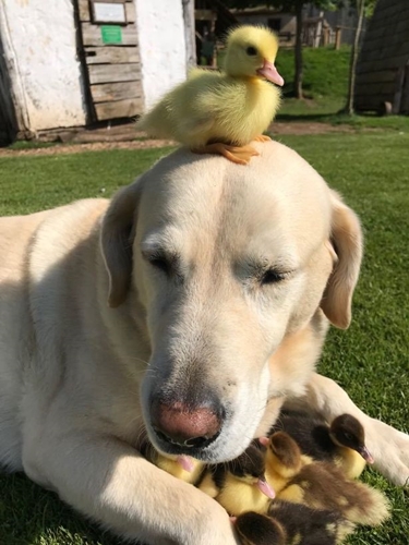 Dogilike.com :: ͧǪǹ! ҺҴ繾ͺح ١ 9 