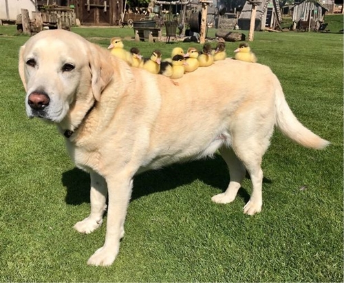 Dogilike.com :: ͧǪǹ! ҺҴ繾ͺح ١ 9 