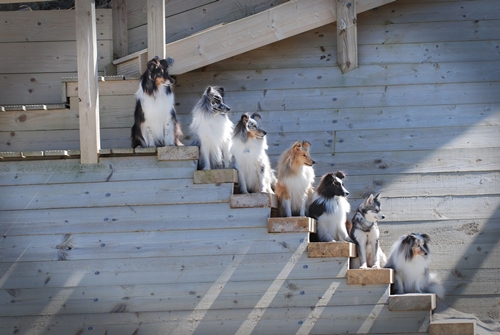 Dogilike.com :: зءͧ! ꧹ͧ Ңͧ½֡ٻ
