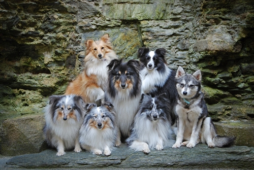 Dogilike.com :: зءͧ! ꧹ͧ Ңͧ½֡ٻ
