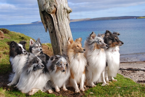 Dogilike.com :: зءͧ! ꧹ͧ Ңͧ½֡ٻ