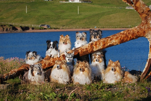 Dogilike.com :: зءͧ! ꧹ͧ Ңͧ½֡ٻ