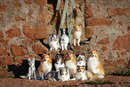 Dogilike.com :: зءͧ! ꧹ͧ Ңͧ½֡ٻ