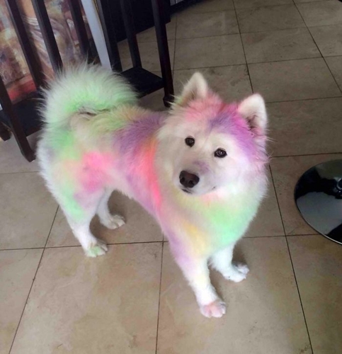 Dogilike.com :: ! Ҿ ´ ٺⵢ繵ͧѡ 