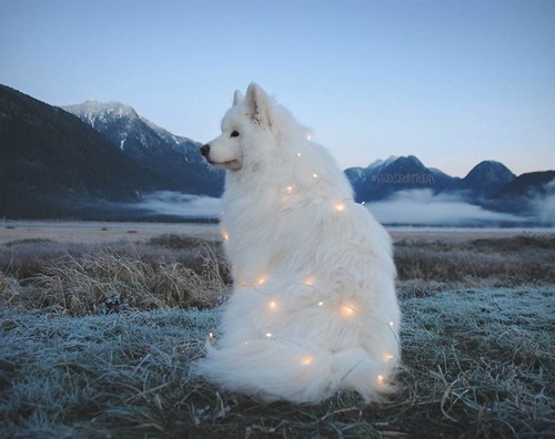 Dogilike.com :: ! Ҿ ´ ٺⵢ繵ͧѡ 