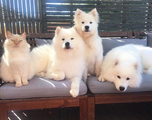 Dogilike.com :: ! Ҿ ´ ٺⵢ繵ͧѡ 