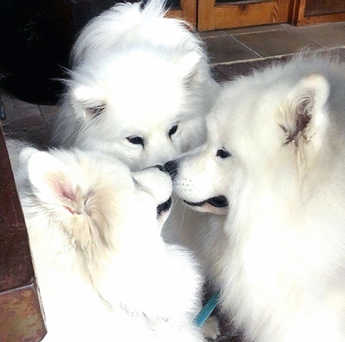 Dogilike.com :: ! Ҿ ´ ٺⵢ繵ͧѡ 