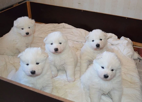 Dogilike.com :: ! Ҿ ´ ٺⵢ繵ͧѡ 