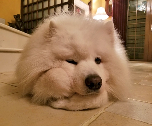 Dogilike.com :: ! Ҿ ´ ٺⵢ繵ͧѡ 