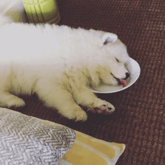 Dogilike.com :: ! Ҿ ´ ٺⵢ繵ͧѡ 