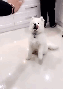 Dogilike.com :: ! Ҿ ´ ٺⵢ繵ͧѡ 