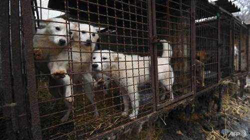 Dogilike.com :: ! 觻Ѻ˹ѡСͺÿعѢ